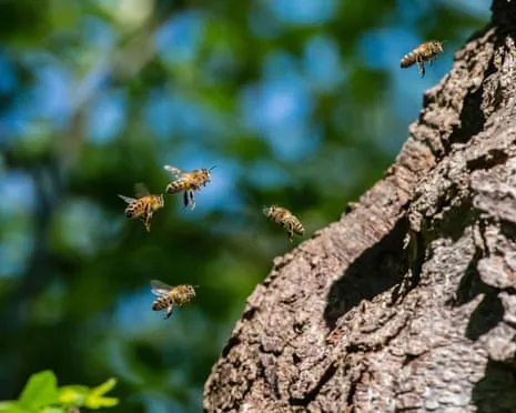 Why Protecting Honeybees Could Harm Other Bee Species